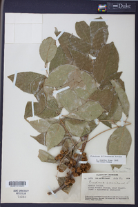 Fraxinus biltmoreana image