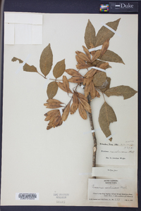 Fraxinus caroliniana image