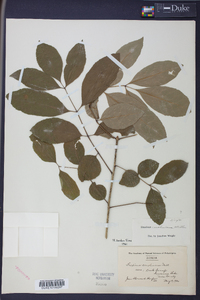 Fraxinus caroliniana image