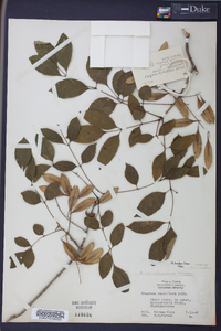 Fraxinus caroliniana image