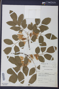 Fraxinus caroliniana image