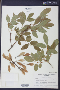 Fraxinus caroliniana image