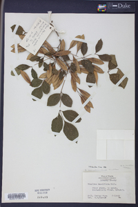 Fraxinus caroliniana image