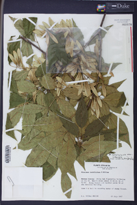 Fraxinus caroliniana image