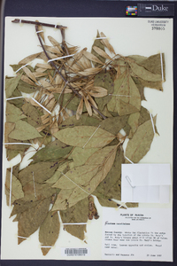 Fraxinus caroliniana image