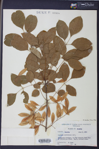 Fraxinus caroliniana image