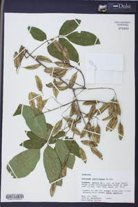 Fraxinus caroliniana image