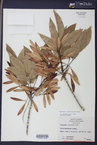 Fraxinus caroliniana image