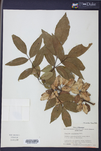 Fraxinus caroliniana image