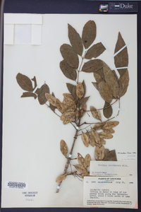 Fraxinus caroliniana image