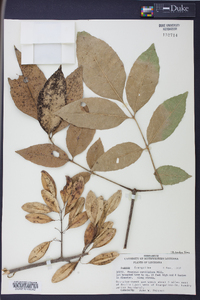 Fraxinus caroliniana image