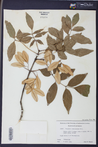 Fraxinus caroliniana image