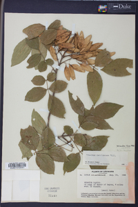 Fraxinus caroliniana image