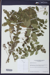 Ligustrum sinense image