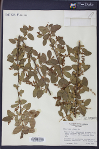 Ligustrum sinense image