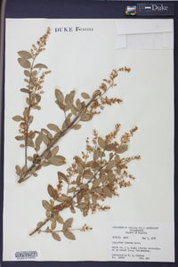 Ligustrum sinense image