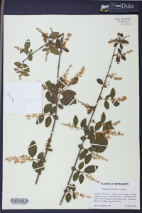 Ligustrum sinense image