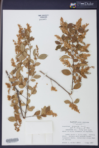 Ligustrum sinense image