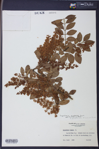 Ligustrum sinense image