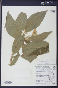 Solanum erianthum image