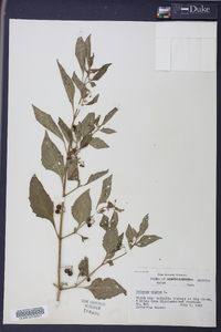 Solanum nigrum image