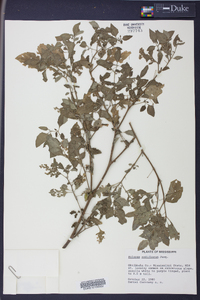 Solanum americanum image