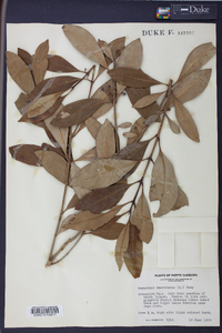 Osmanthus americanus image