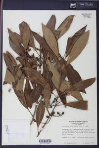 Osmanthus americanus image