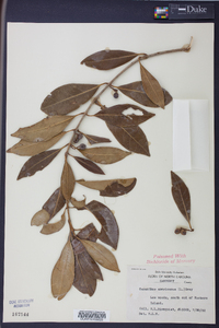 Osmanthus americanus image