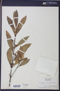 Osmanthus americanus image