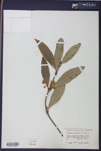 Osmanthus americanus image