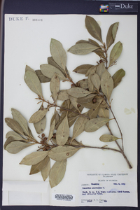 Osmanthus americanus image