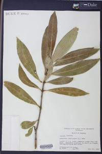 Osmanthus americanus image