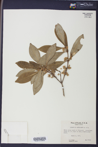 Osmanthus americanus image