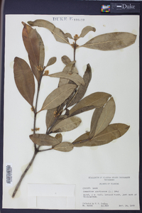 Osmanthus americanus image