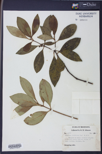 Osmanthus americanus image