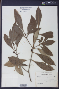 Osmanthus americanus image