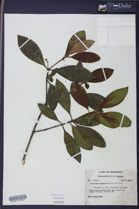 Osmanthus americanus image