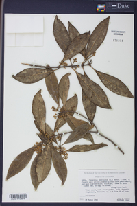 Osmanthus americanus image