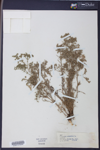 Polypremum procumbens image