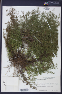 Polypremum procumbens image