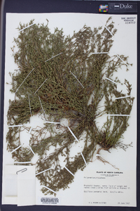 Polypremum procumbens image