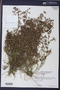 Polypremum procumbens image