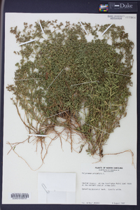 Polypremum procumbens image