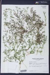 Polypremum procumbens image