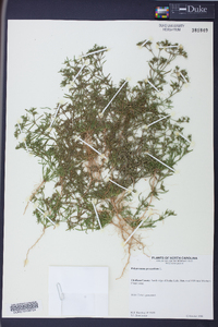 Polypremum procumbens image