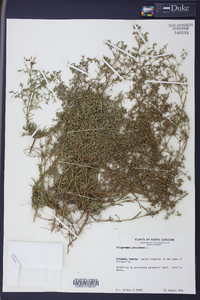 Polypremum procumbens image