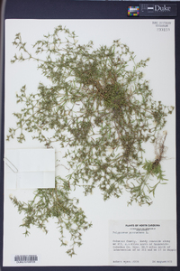 Polypremum procumbens image