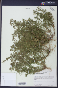 Polypremum procumbens image