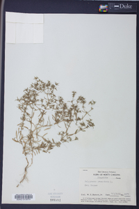 Polypremum procumbens image